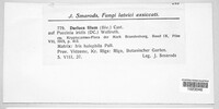 Sphaerellopsis filum image